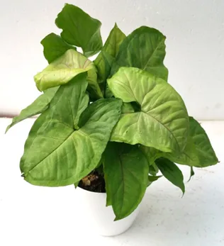 Top 3 Air Purifier Table Top / Office Desk Plant Amazing Pack