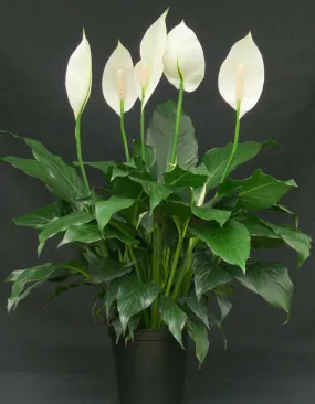 Top 3 Air Purifier Table Top / Office Desk Plant Amazing Pack